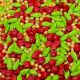 Christmas Ornament Candy Sprinkles 4 oz